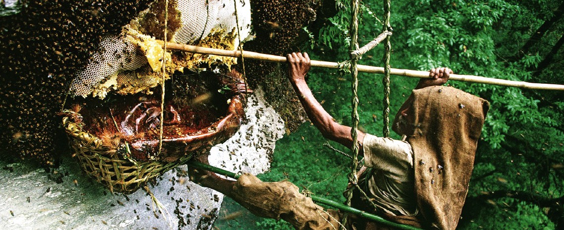 honey2.jpg